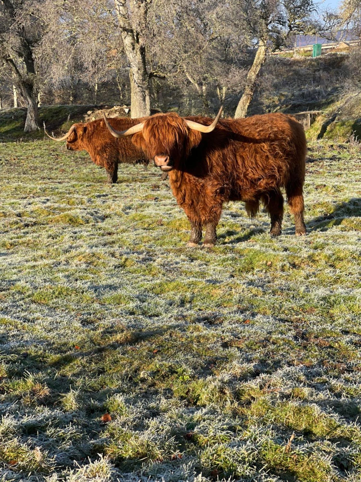 Coppice Cottage Grantown-on-Spey Экстерьер фото