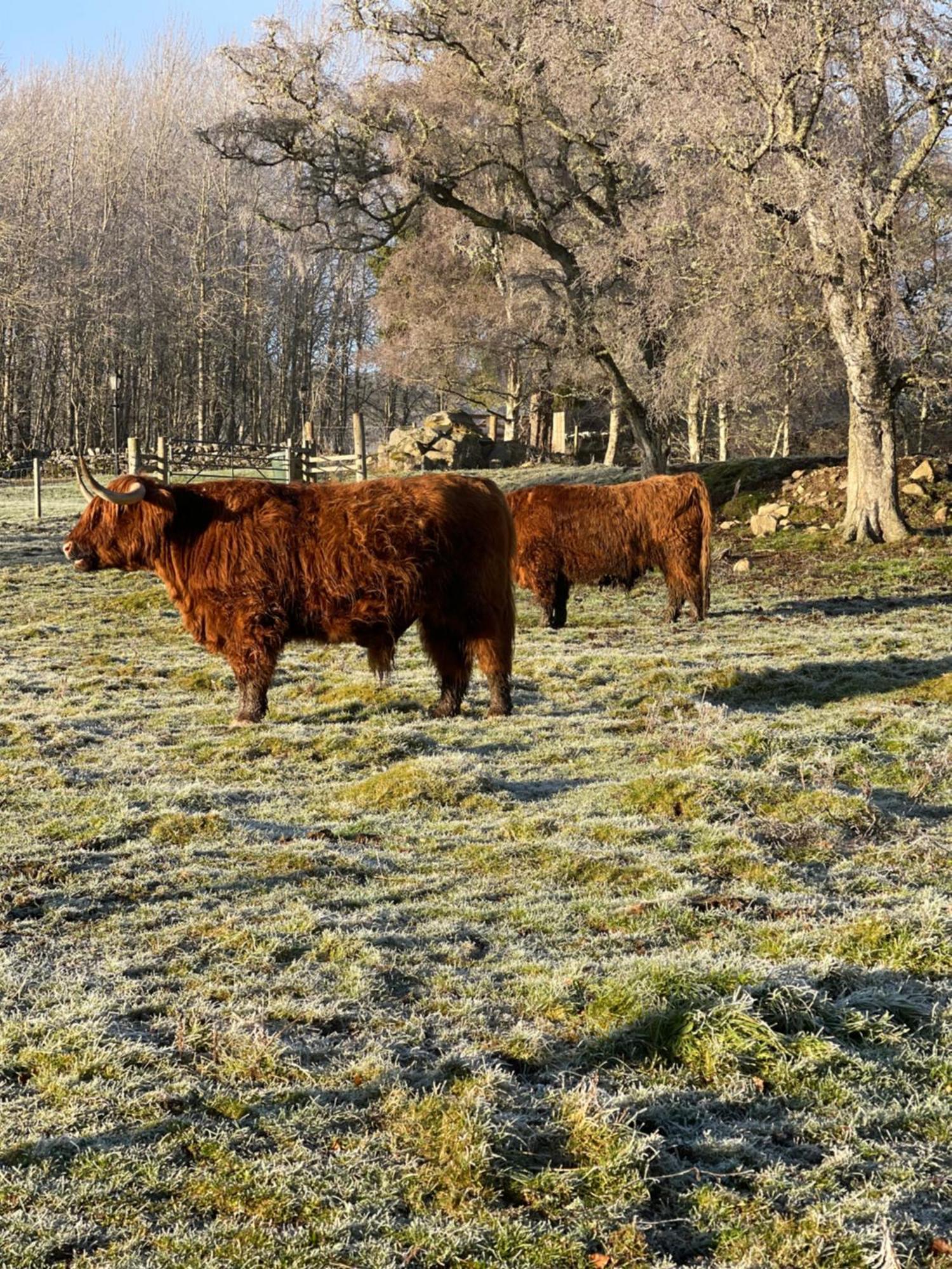 Coppice Cottage Grantown-on-Spey Экстерьер фото
