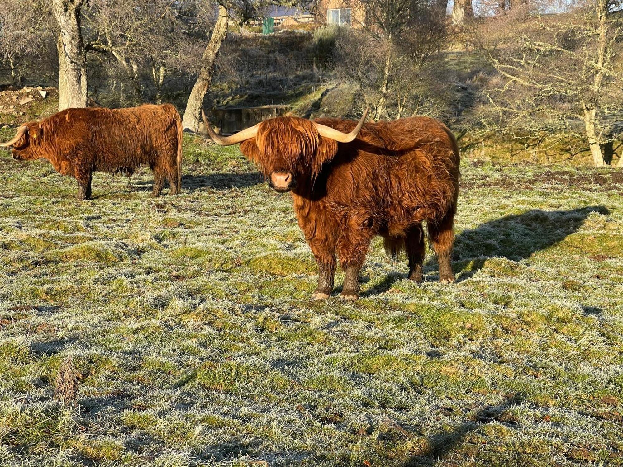 Coppice Cottage Grantown-on-Spey Экстерьер фото