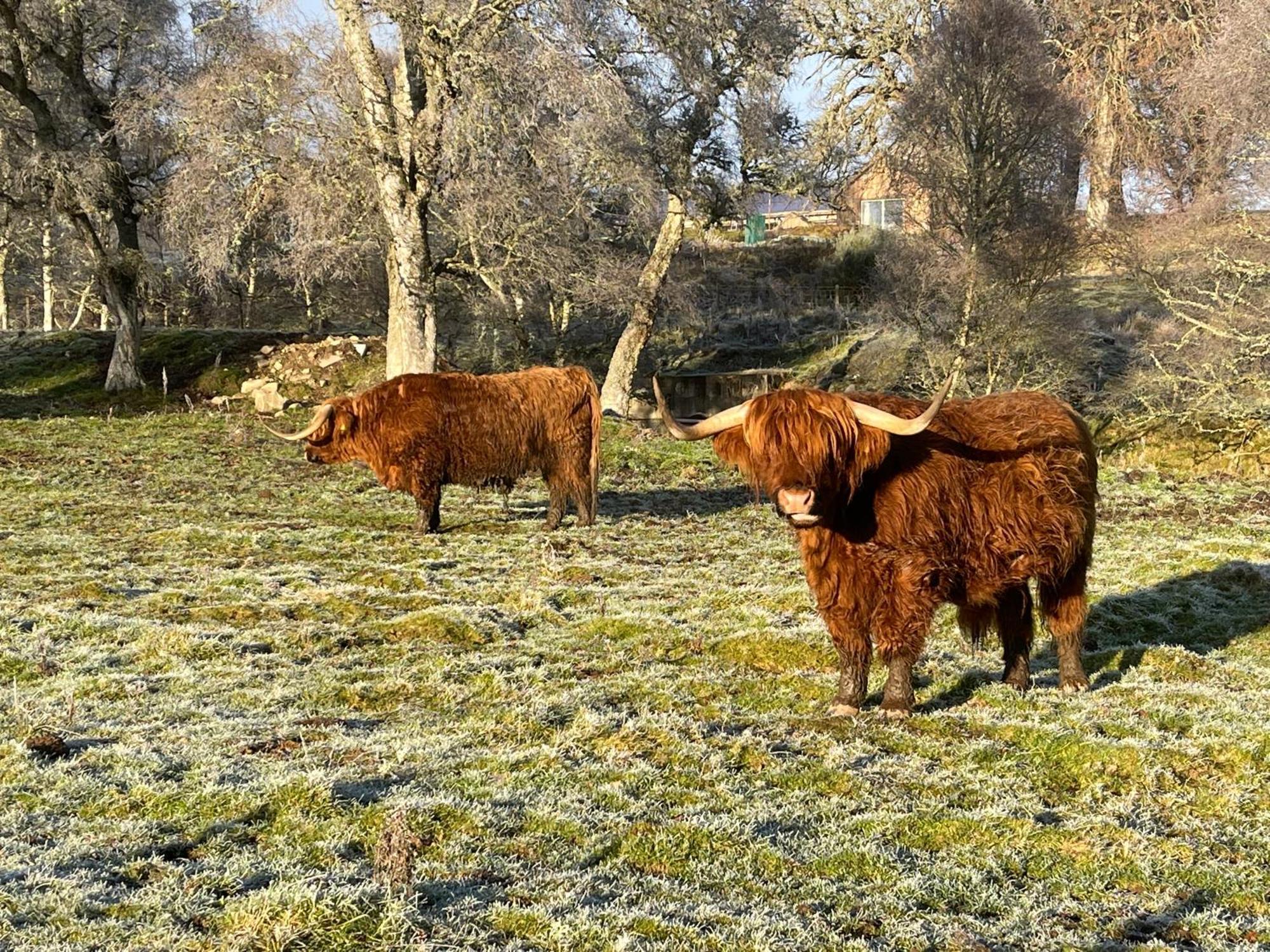 Coppice Cottage Grantown-on-Spey Экстерьер фото